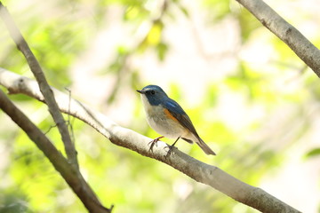 ルリビタキ（オス）