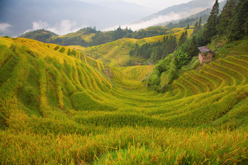 Fototapeta premium Longji Rice Terraces