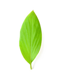 Cassumunar ginger leaves on white background
