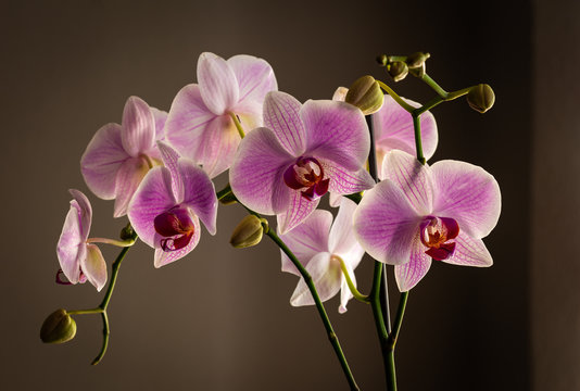 Cloom Images – Browse 36 Stock Photos, Vectors, and Video | Adobe Stock