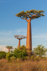 Obraz premium Beautiful Baobab trees at sunset at the avenue of the baobabs in Madagascar
