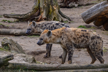Hyänen zwei