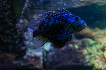 Feuerfisch