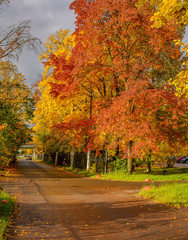 Naklejka premium Golden autumn.