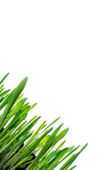 Green grass with water drops isolated on white background