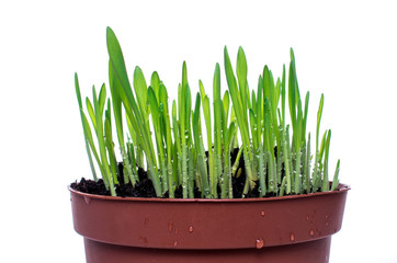 Green grass with water drops isolated on white background