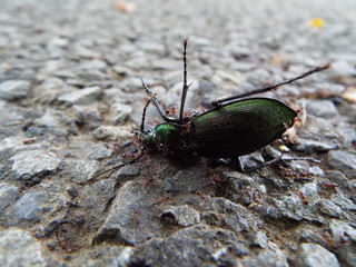 オサムシの死骸に群がるアリたち ants were swarming to dead