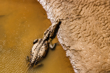 American crocodiles resting under the sun in Tarcoles River, Costa Rica.  Photo taken over the...