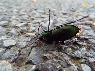 オサムシの死骸に群がるアリたち ants were swarming to dead