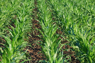 Cornfield on Bright Summer Day