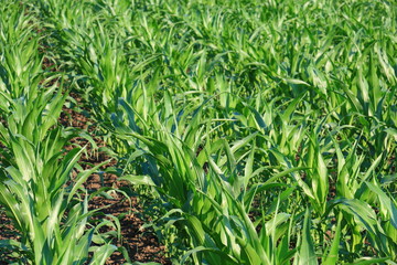 Cornfield on Bright Summer Day