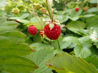 Wild strawberry plant with green leafs and ripe red fruit, Woodland strawberry(Fragaria vesca)