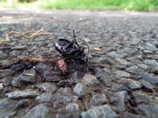 オサムシの死骸に群がるアリたち ants were swarming to dead