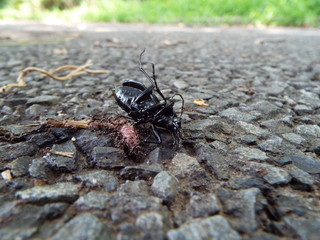 オサムシの死骸に群がるアリたち ants were swarming to dead