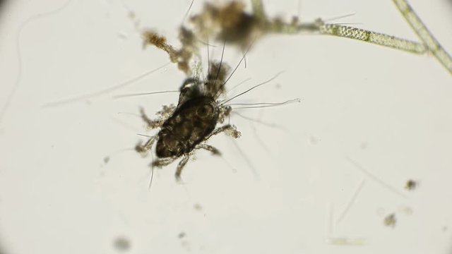 Common mite (flour) - Tyroglyphus farinae, Prefers to live on the surface grass, but also under water feels good under a microscope