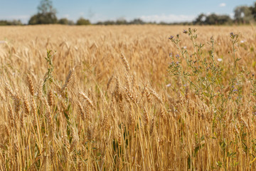 field of wheat