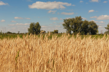 field of wheat