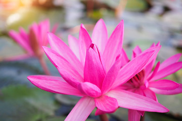 Beautiful pink lotus flower plants in nature with sunrise background