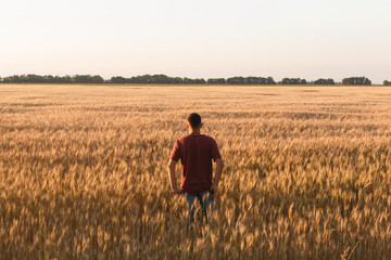 man watch sunset in field of wheat