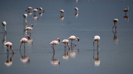 Fototapeta premium A herd of flamingos at Lake Magadi, Kenya