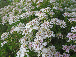 Schleifenblume - candytuft - Iberis