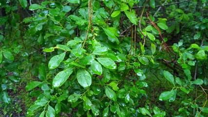 russian forest, trees, plant and grass in saint-petersburg