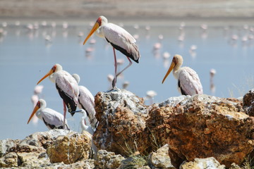 A flock of yellow-billed stork at Lake Magadi, Kenya
