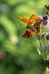 Schmetterling auf Blüte