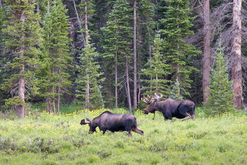 Moose on the move. Shiras Moose in the Rocky Mountains of Colorado