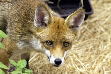 Obraz premium European red fox (Vulpes vulpes crucigera) spotted in my garden - London, United Kingdom