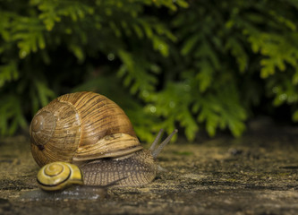 A snail on a stone.