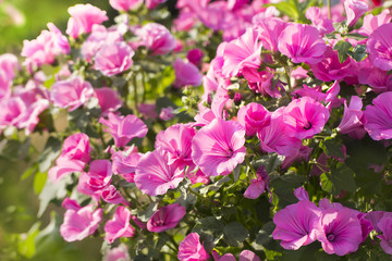 Naklejka premium pink mallow on a flowerbed a colorful floral summer background
