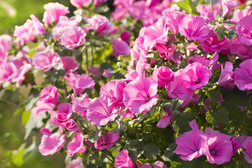 pink mallow on a flowerbed a colorful floral summer background