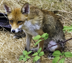 European red fox (Vulpes vulpes crucigera) spotted in my garden - London, United Kingdom