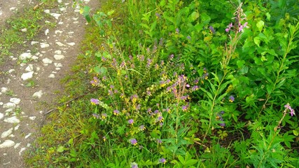 russian forest, trees, plant and grass in saint-petersburg