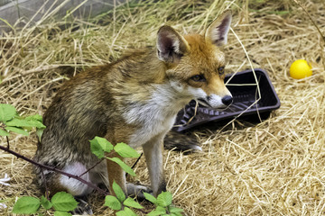 European red fox (Vulpes vulpes crucigera) spotted in my garden - London, United Kingdom
