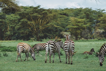 Naklejka premium A group of Zebras at Crater Lake Game Sanctuary, Naivasha, Kenya