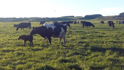 calving