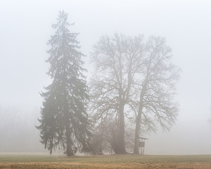 Baumgruppe im Nebel