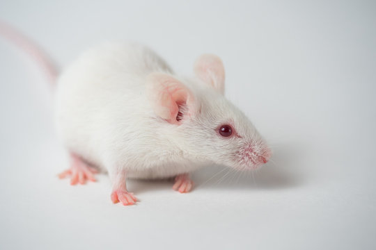 white laboratory mouse on a white background.