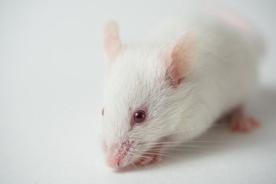 White mouse on white background
