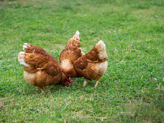 Brown chicken eating food on the grass floor. Farming & Pet Concept.
