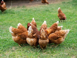 Brown chickens eating food on the grass floor. Farming & Pet Concept.