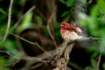 Male Pine Grosbeak
