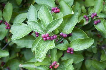 Bordeaux berries of Honeysuckle (Lonicera) on the green leaves background