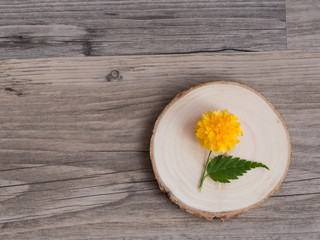 Kerria japonica blossom