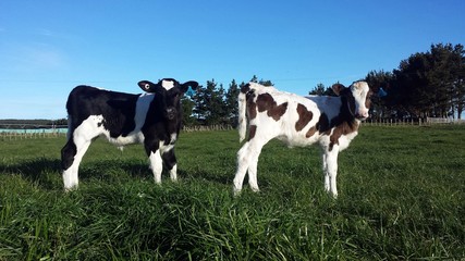 What are you looking at?