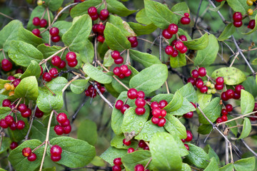 Red berries of Honeysuckle (Lonicera) on the green leaves background