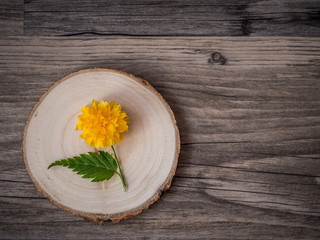 Kerria japonica blossom