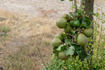 Unreife grüne Birnen an einem Birnbaum im Sommer